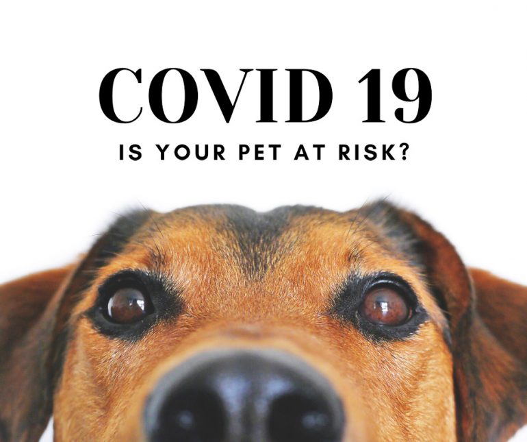 Covid-19 Coronavirus Dog