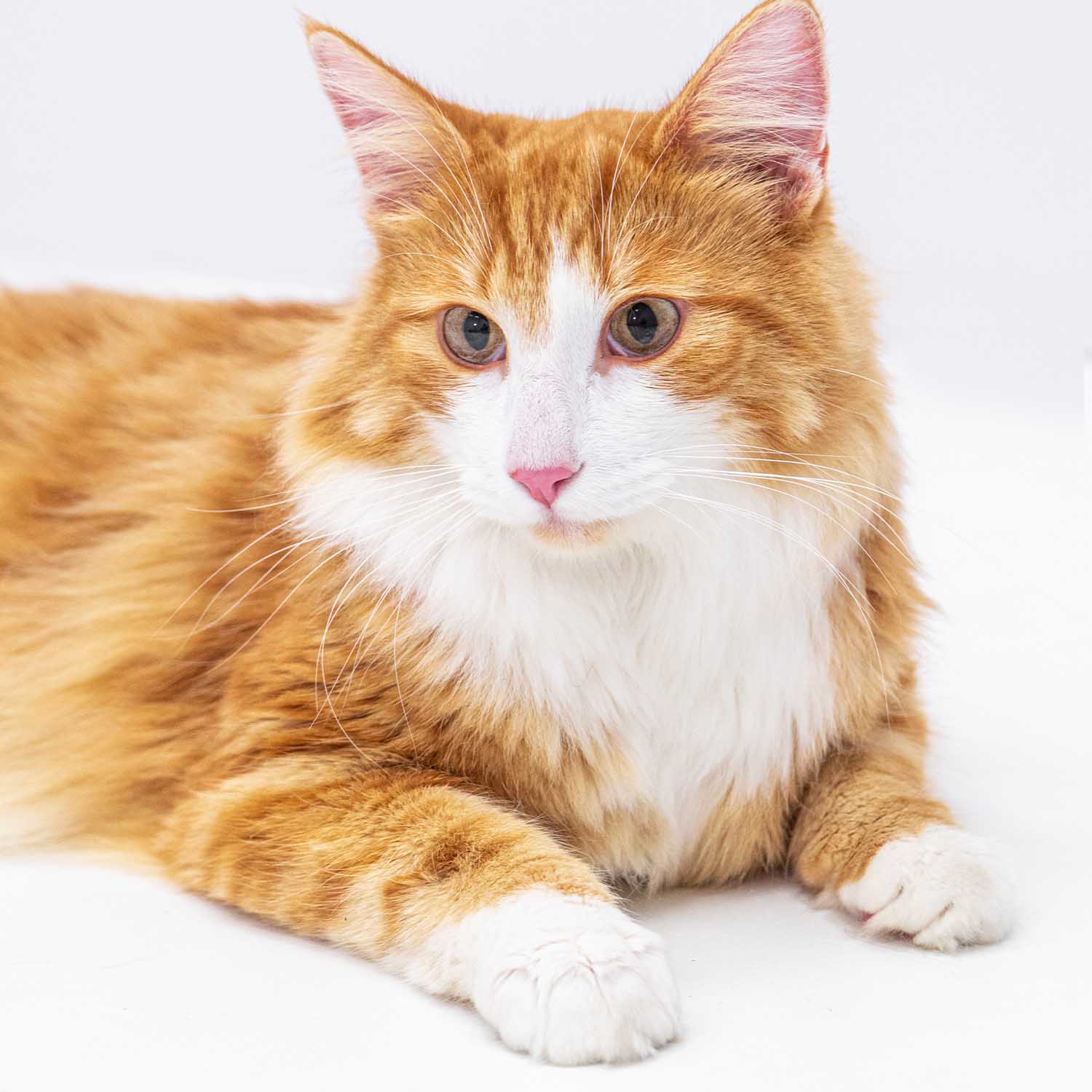 How to deal with hairballs and digestive woes in cats PureLUXE Pet